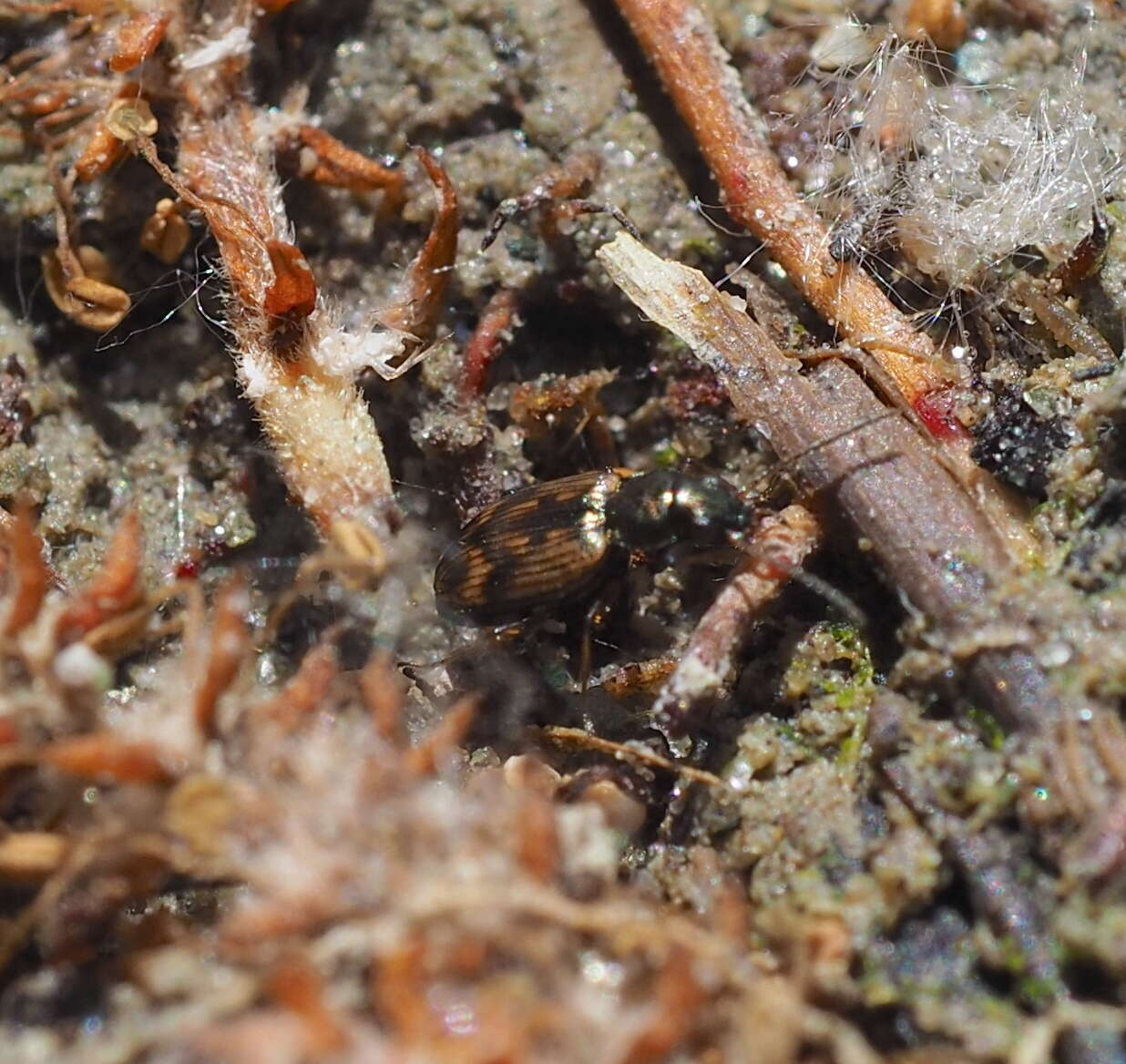 Plancia ëd Bembidion (Notaphus) semipunctatum (Donovan 1806)