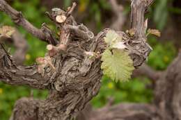 Image of wine grape