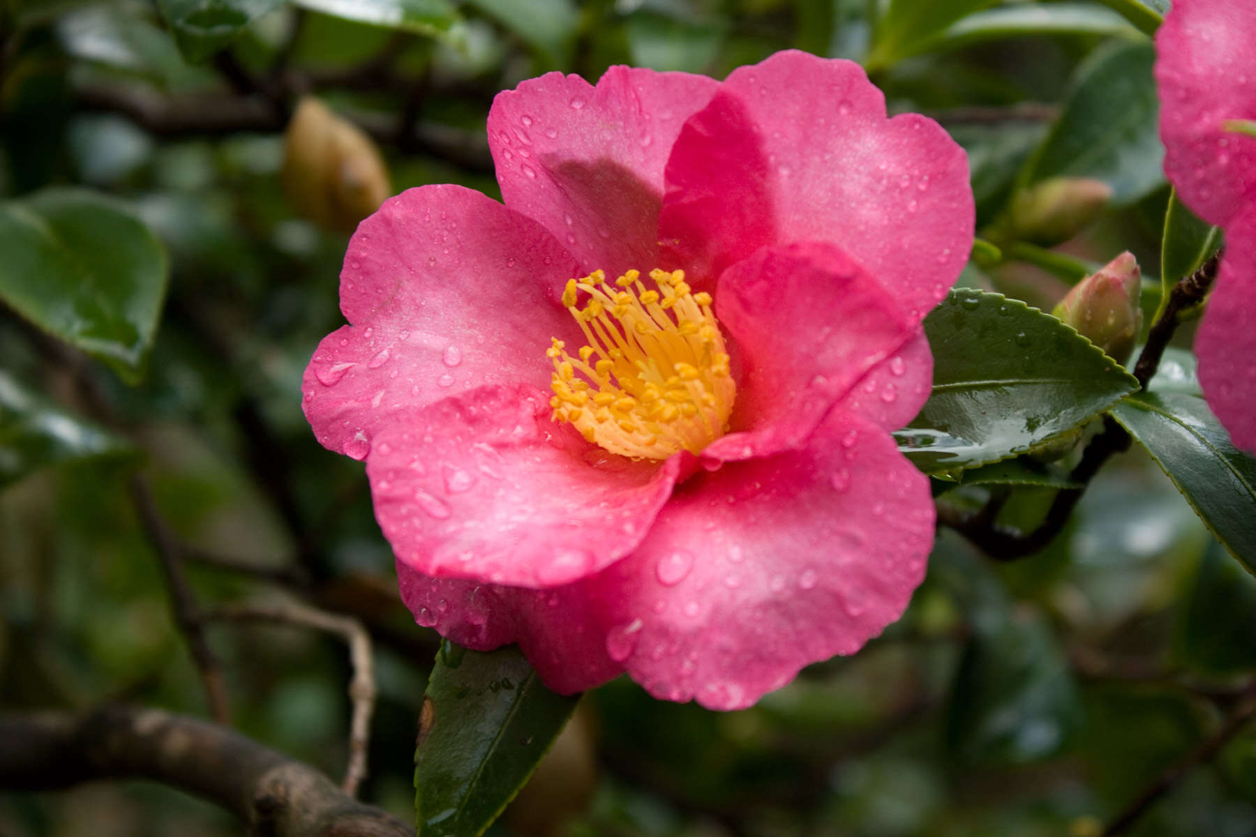 Image of Camellia sasanqua