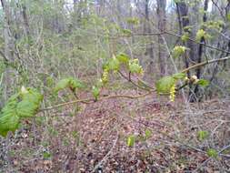 Image of Manchurian Striped Maple