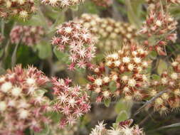 Image de Helichrysum spiralepis Hilliard & Burtt