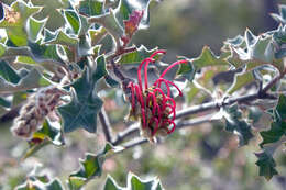 Image of Grevillea aquifolium Lindl.