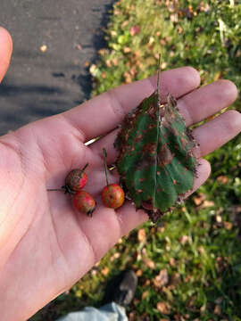 Crataegus holmesiana Ashe resmi