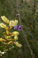 Acacia oxycedrus Sieber ex DC.的圖片