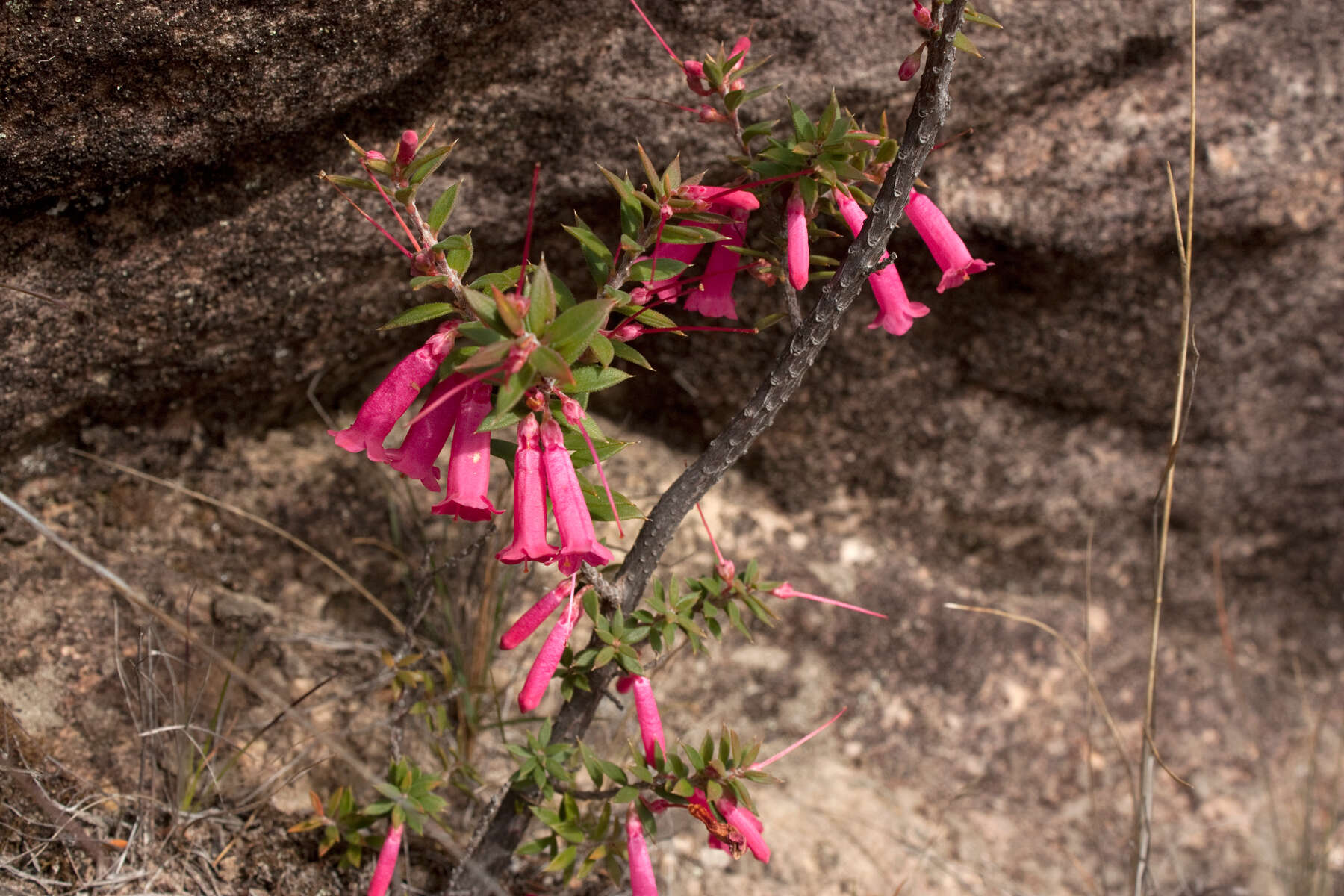 Plancia ëd Epacris impressa Labill.