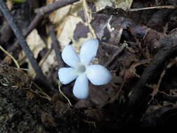 Plancia ëd Voyria caerulea Aubl.