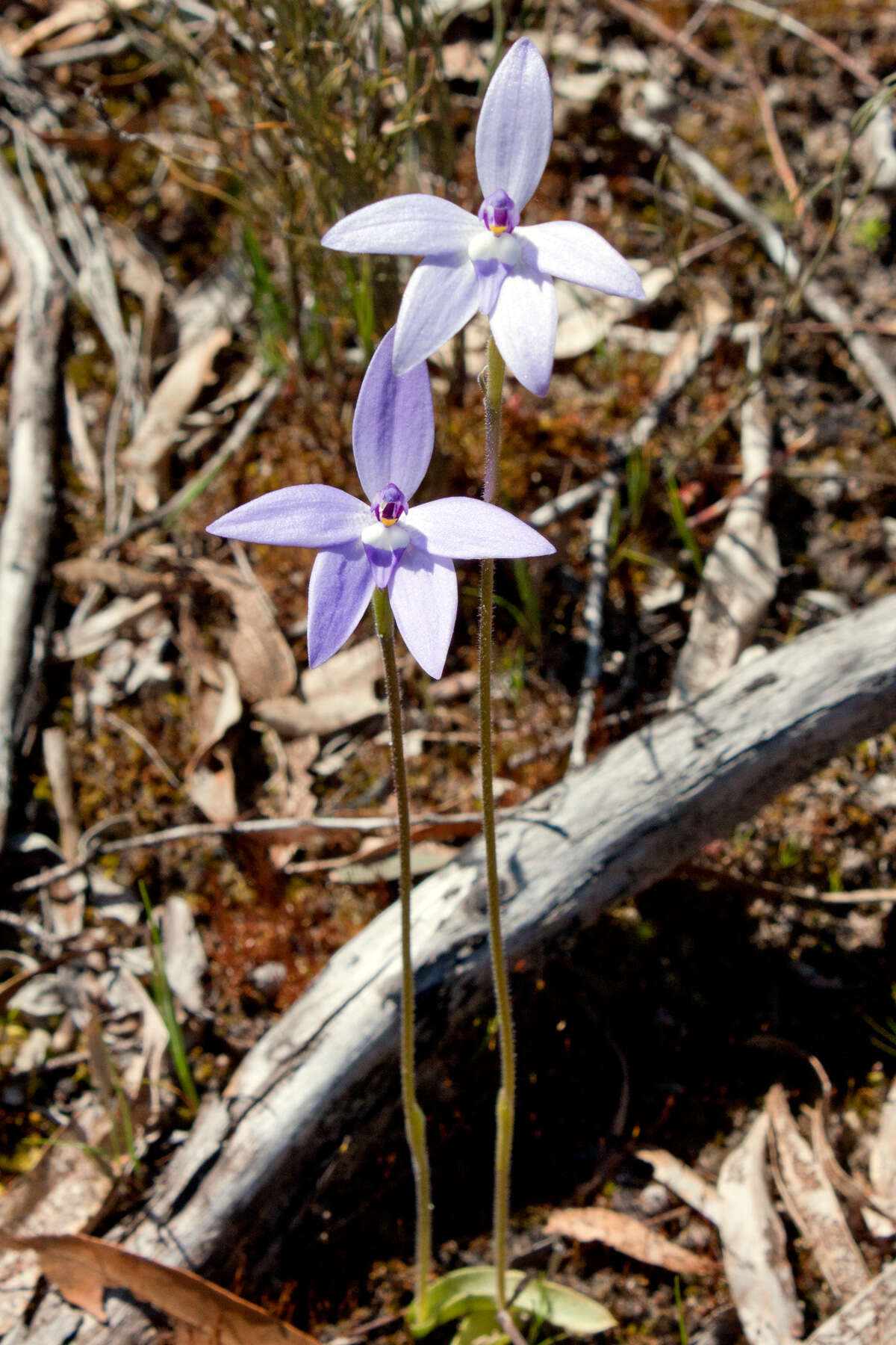 Imagem de Caladenia major (R. Br.) Rchb. fil.