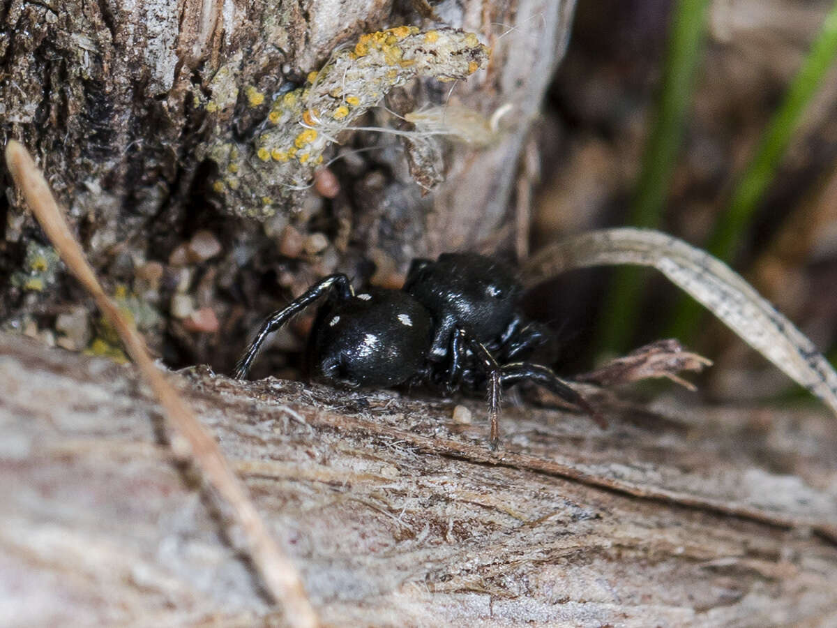 Image of Heliophanus chovdensis Prószyński 1982