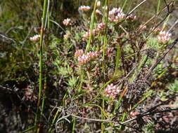 Image of Crassula pruinosa L.