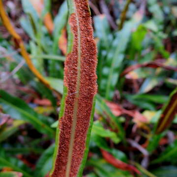 Image de Elaphoglossum acrostichoides (Hook. & Grev.) Schelpe