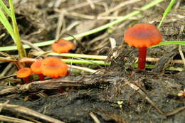 Слика од Hygrocybe coccineocrenata (P. D. Orton) M. M. Moser 1967