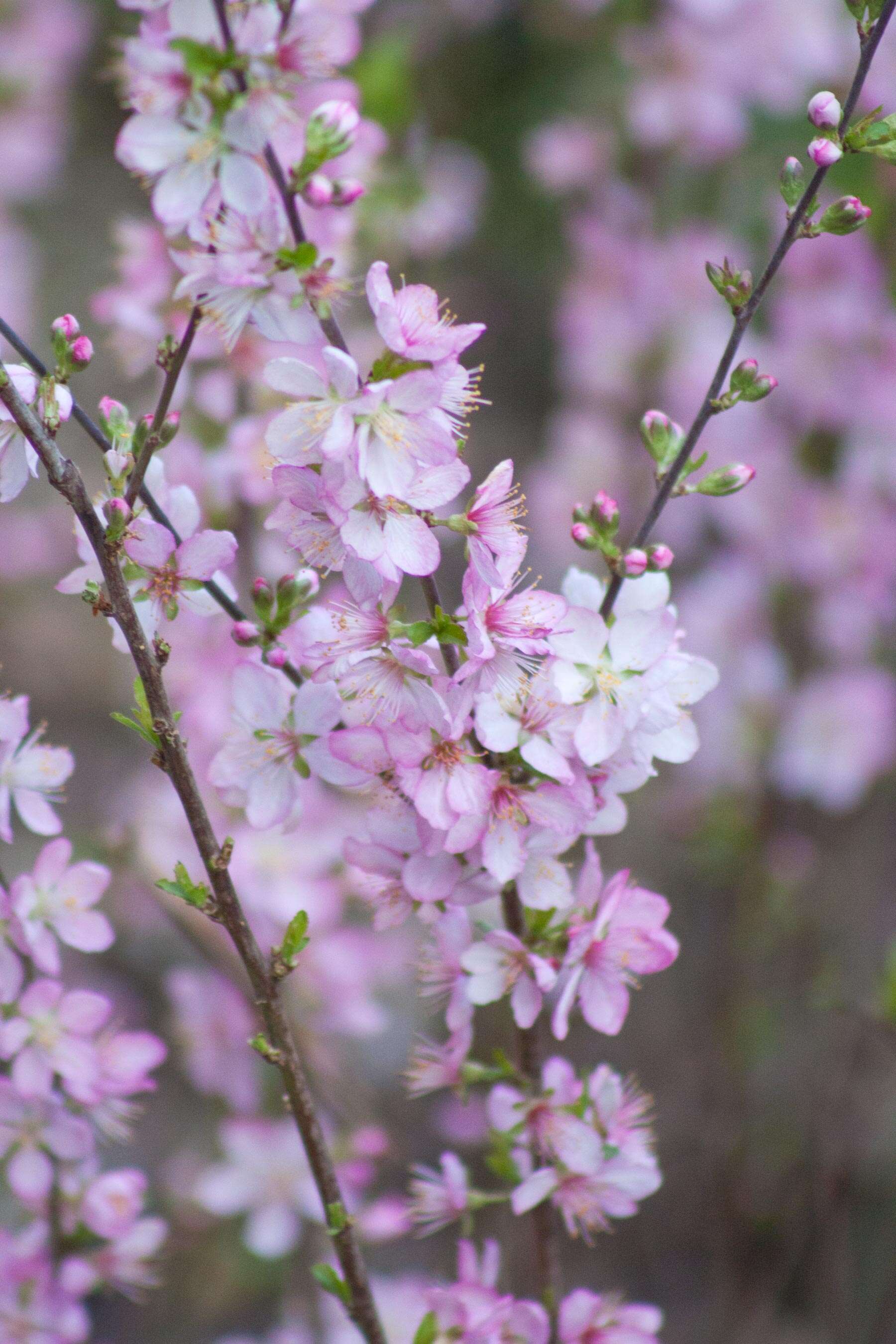 Imagem de Prunus glandulosa C. P. Thunb. ex A. Murray