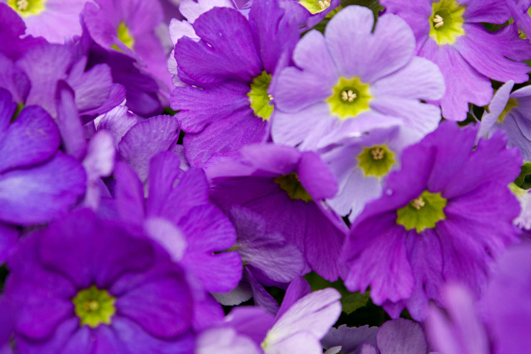 Image of Primula obconica Hance