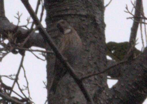 Image of Altai Accentor