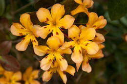 Imagem de Rhododendron macgregoriae F. Muell.