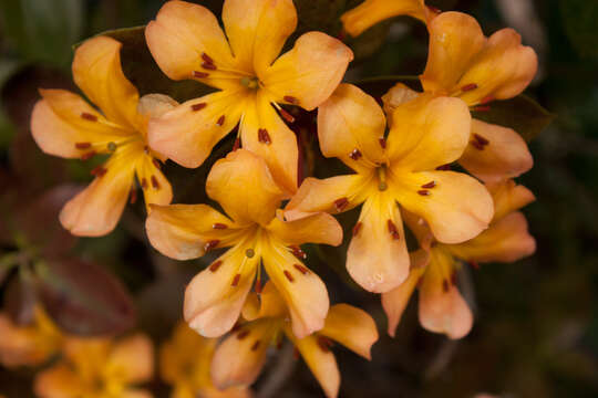 Imagem de Rhododendron macgregoriae F. Muell.