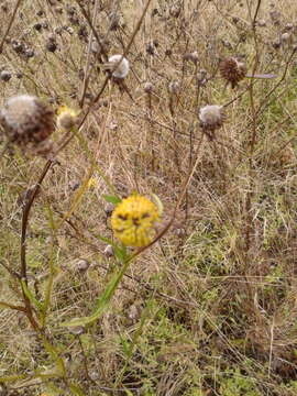 Image of Virginia Sneezeweed