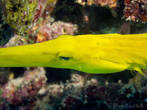 Image of trumpetfishes