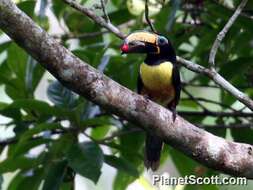 Image of Lettered Aracari