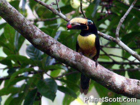 Image of Lettered Aracari