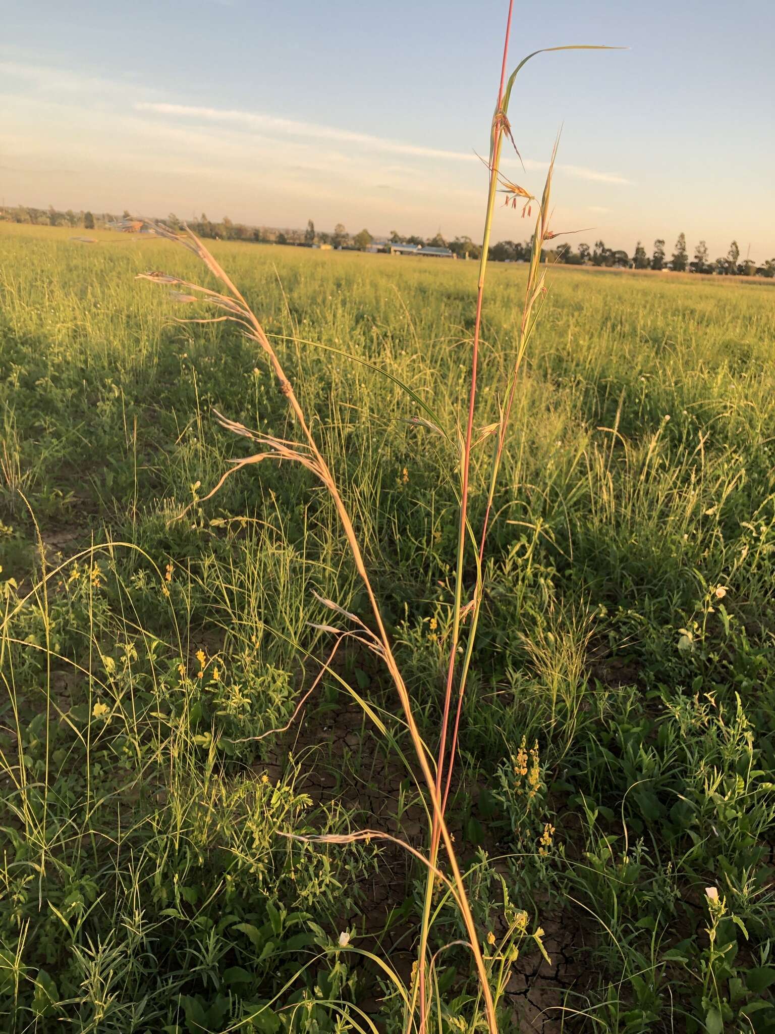 Plancia ëd Themeda avenacea (F. Muell.) T. Durand & B. D. Jacks.