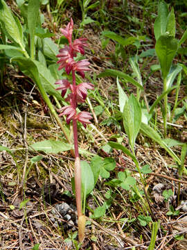 Image of Striped coralroot