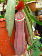 Image of Nepenthes albomarginata T. Lobb ex Lindl.