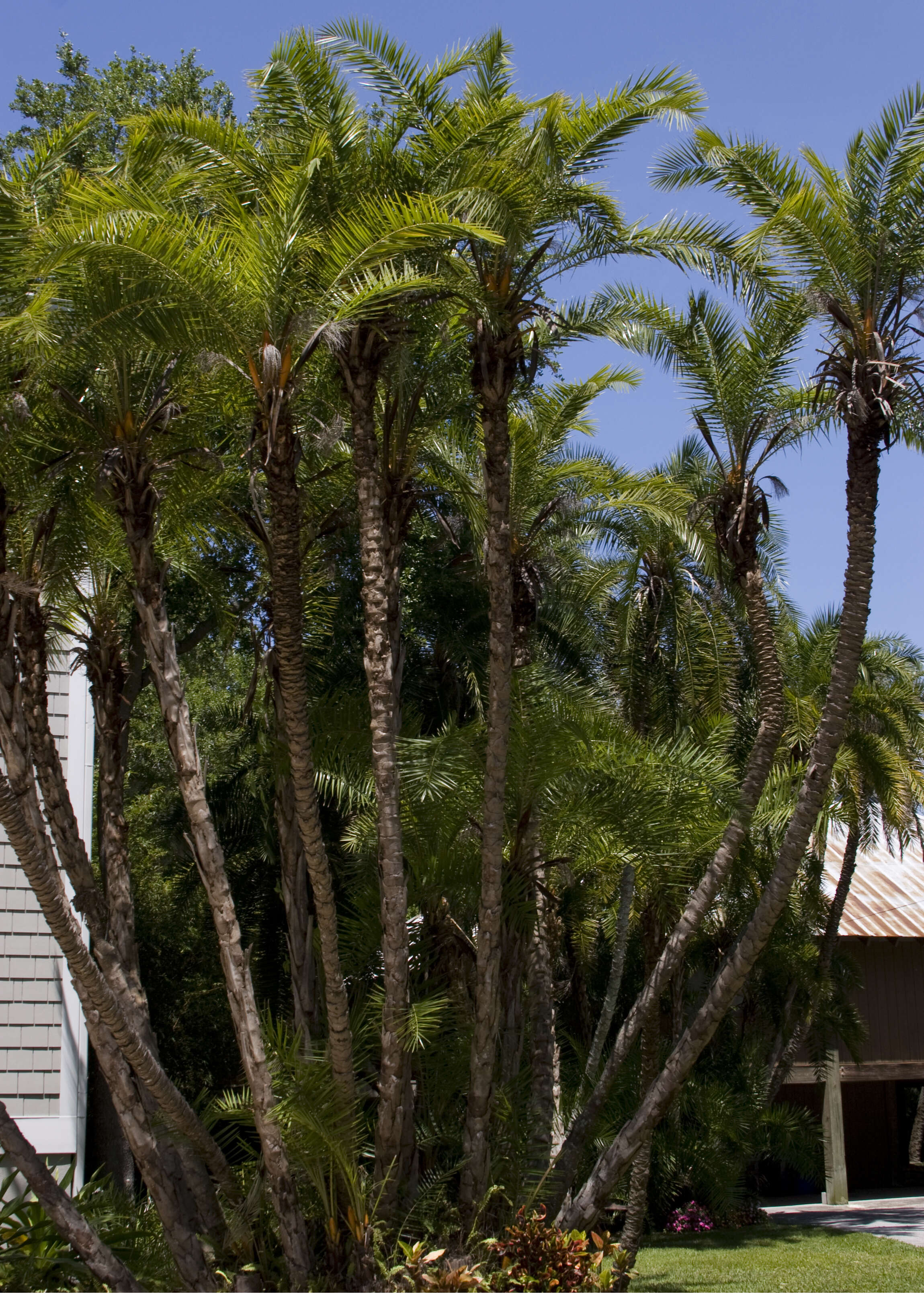 Image of Senegal date palm