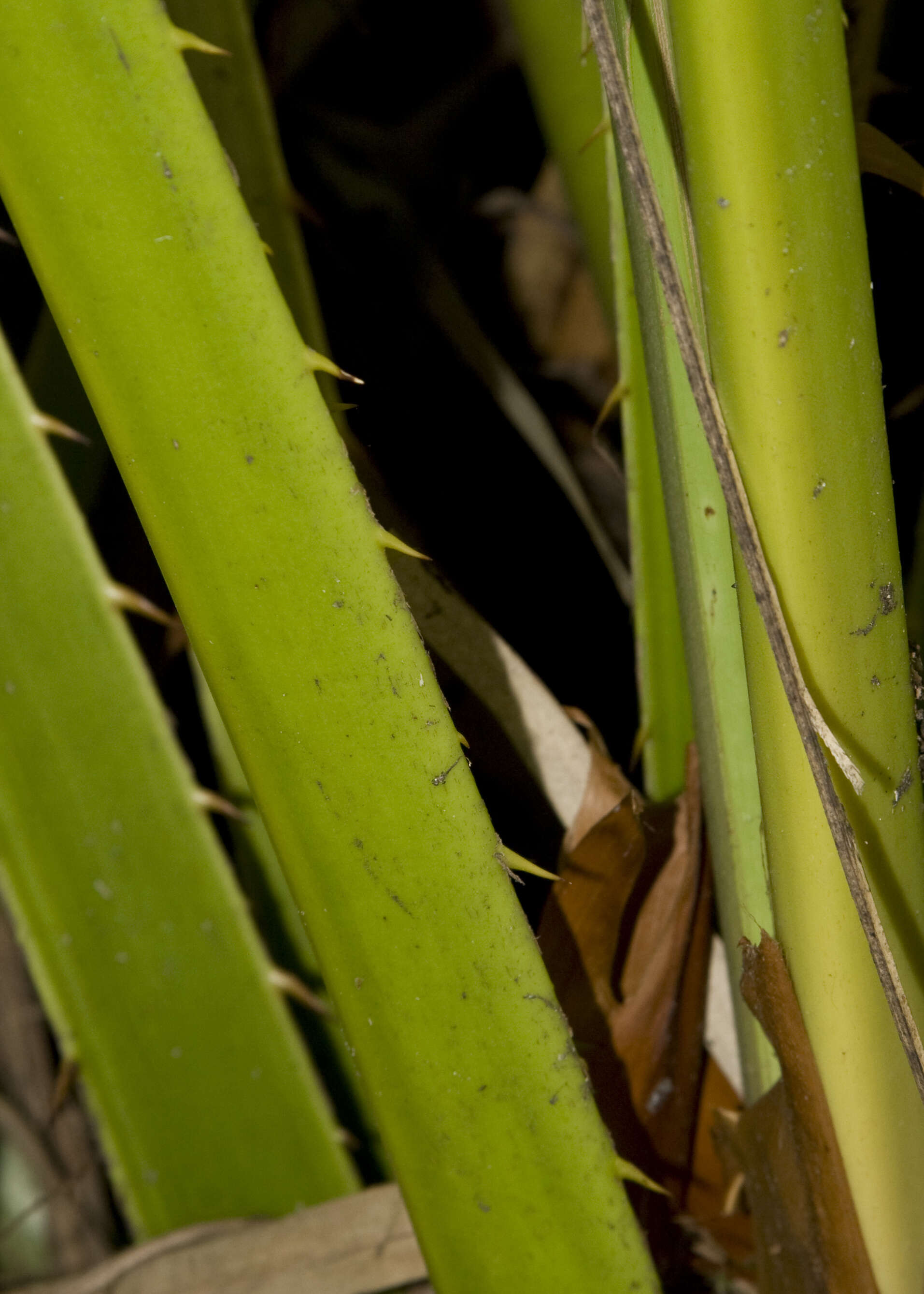 Image of fountain palm