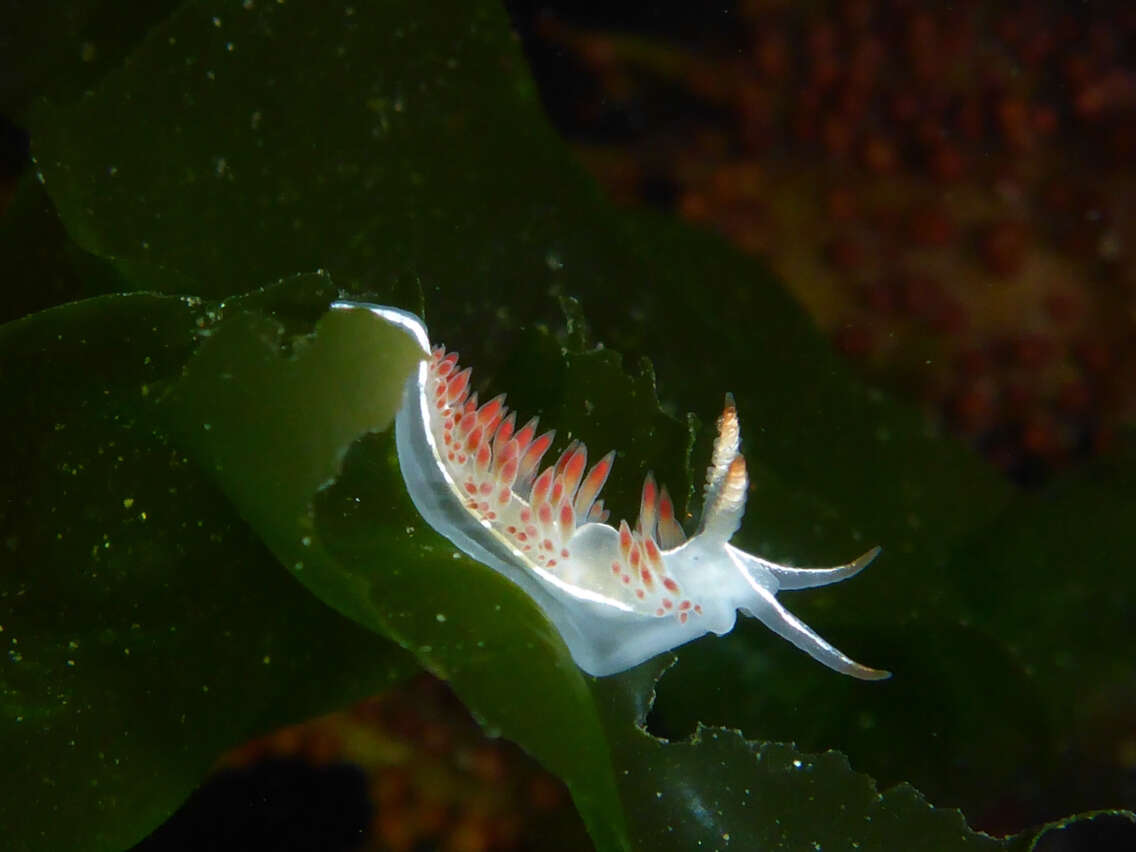 Image de Orienthella trilineata (O'Donoghue 1921)