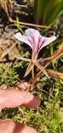 Image of Pelargonium longicaule Jacq.