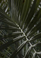 Image of South American jelly palm