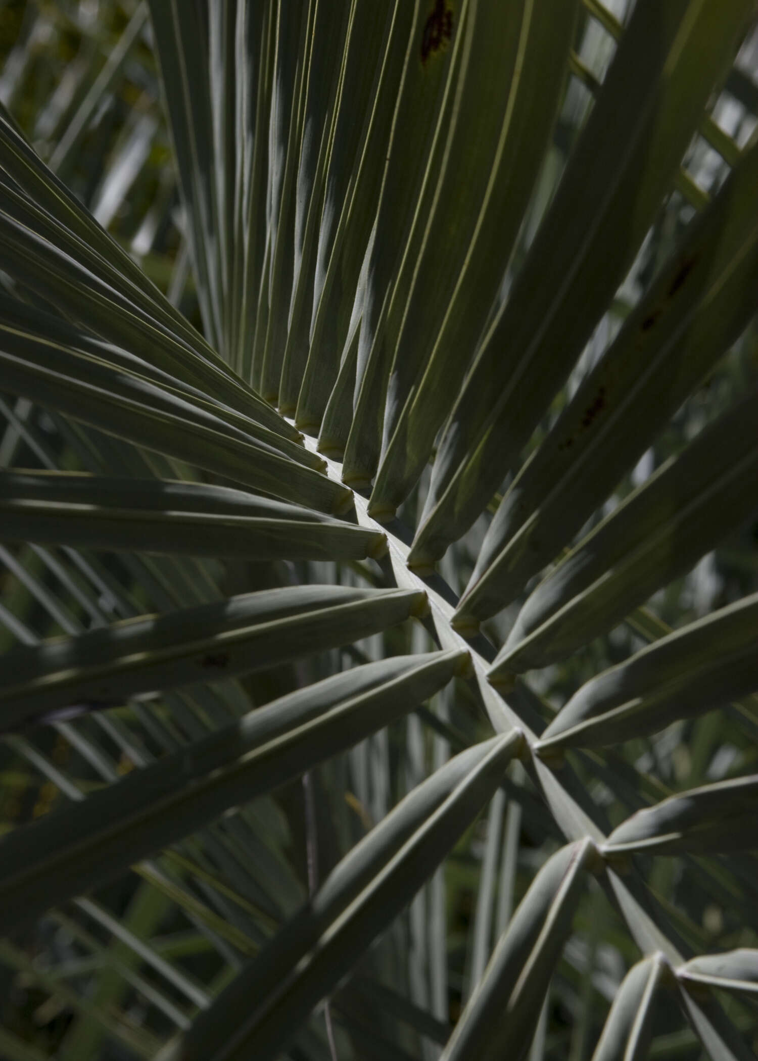 Image of South American jelly palm