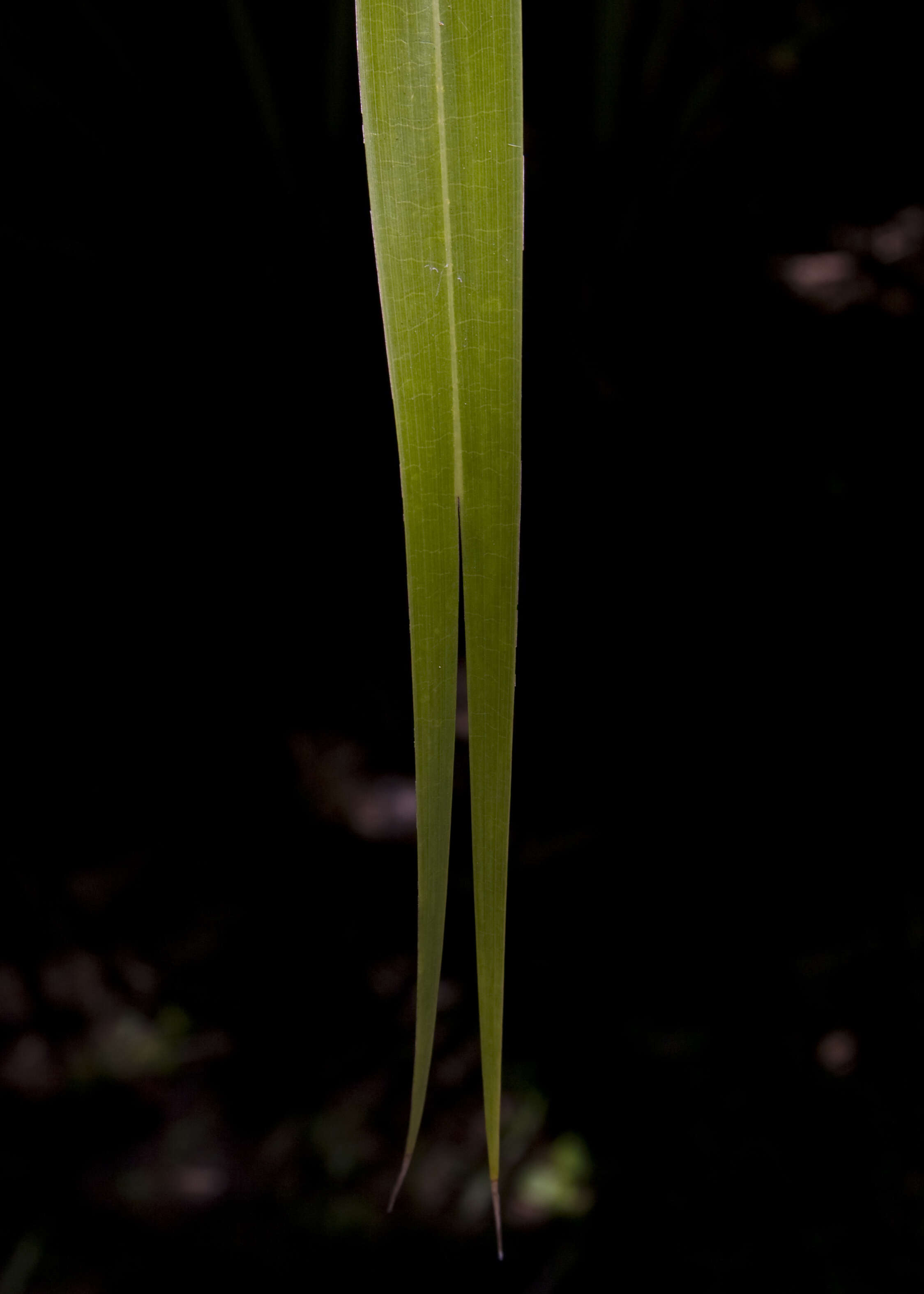 Image of fountain palm