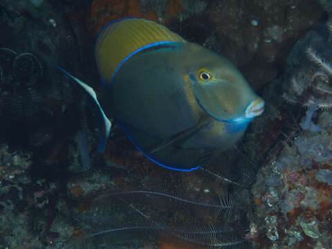 Image of Blackspot surgeonfish