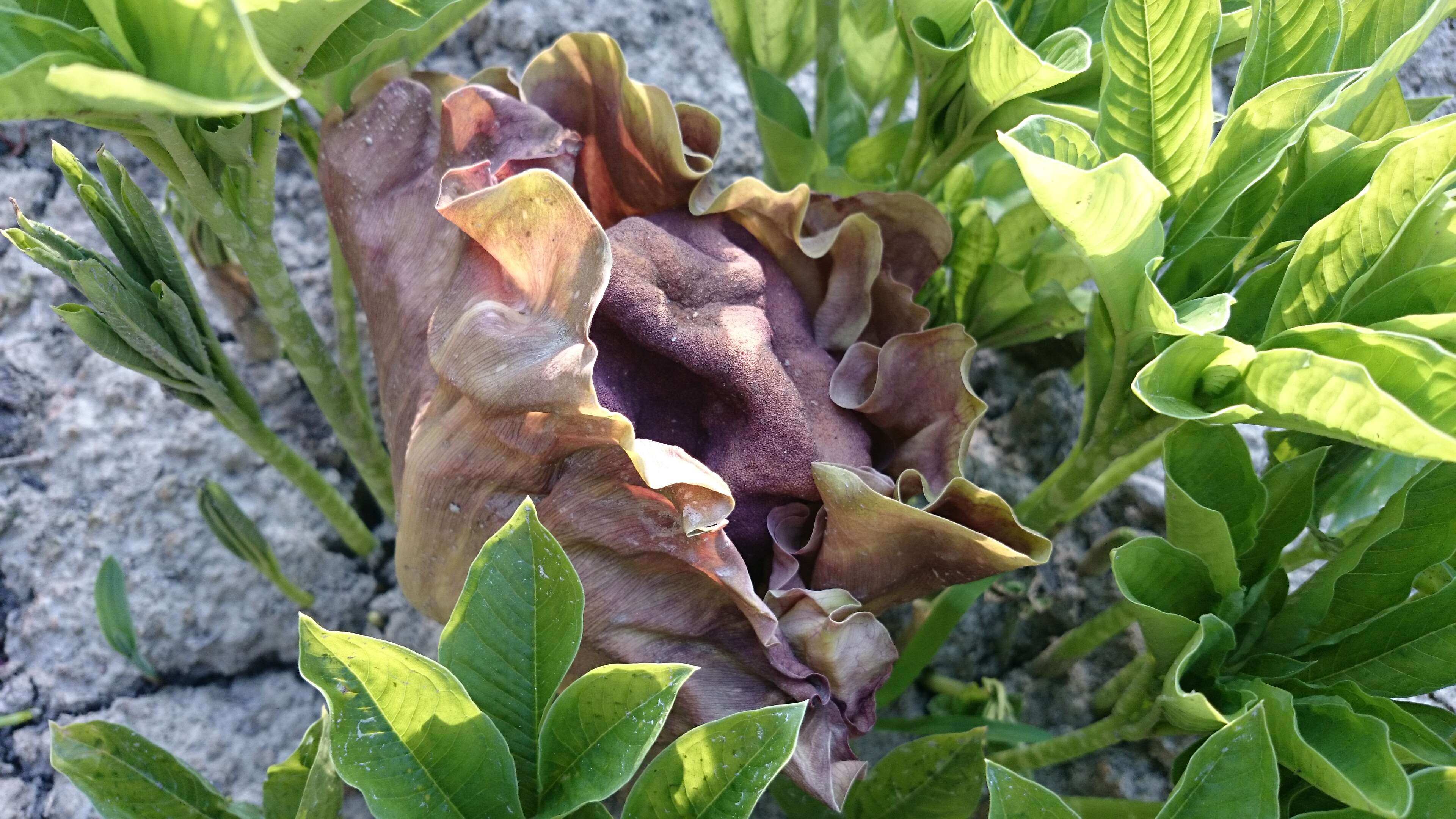 Image of Elephant foot yam