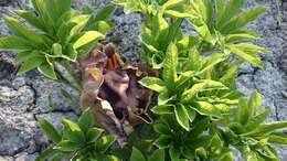 Amorphophallus paeoniifolius (Dennst.) Nicolson resmi