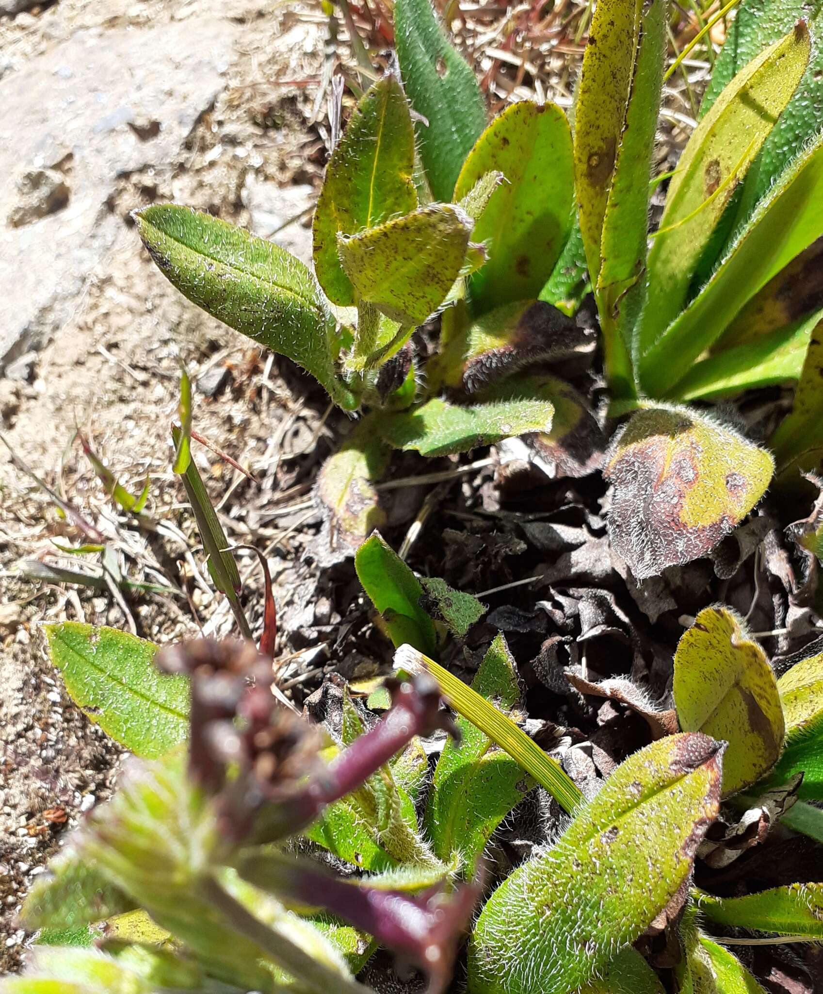 Image of Myosotis macrantha (Hook. fil.) Benth. & Hook. fil.