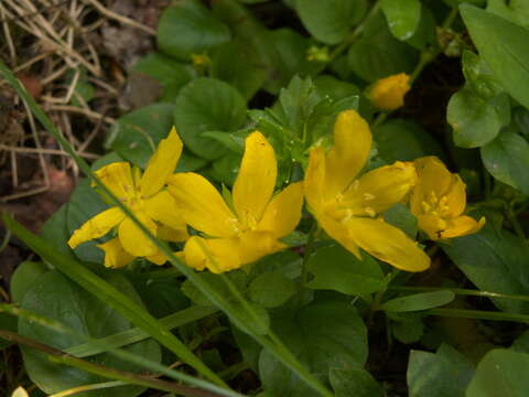 Image of creeping jenny