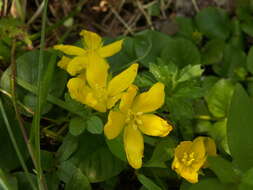 Image of creeping jenny