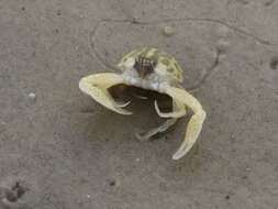 Image of Mottled Purse Crab