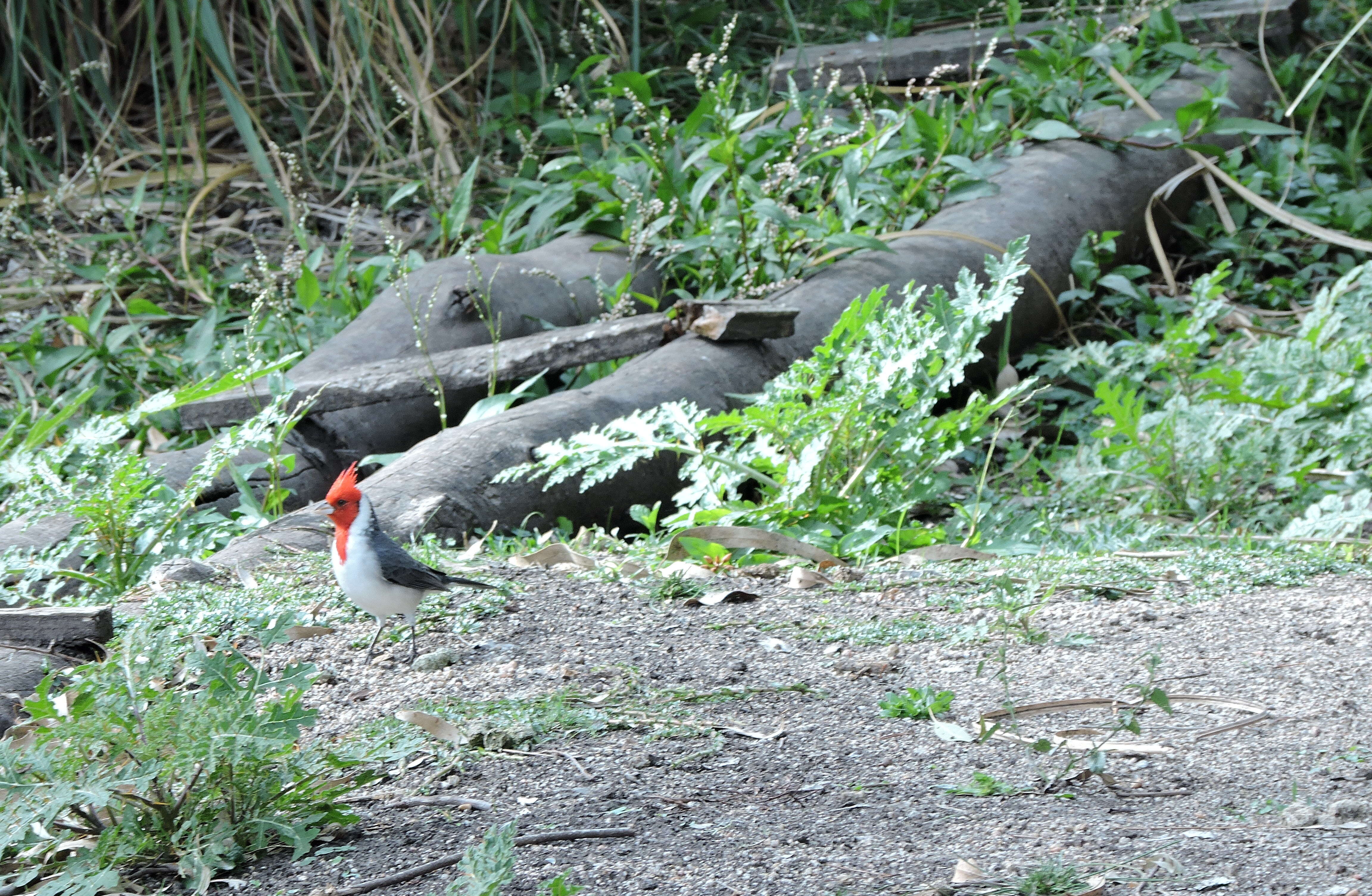 Image of Red-crested Cardinal