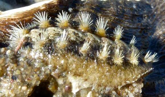 Image of Acanthochitona avicula (Carpenter 1857)