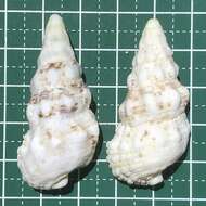 Sivun Cerithium echinatum Lamarck 1822 kuva