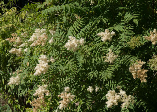 Image of false spiraea