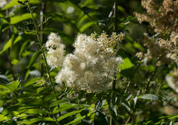 Image of false spiraea