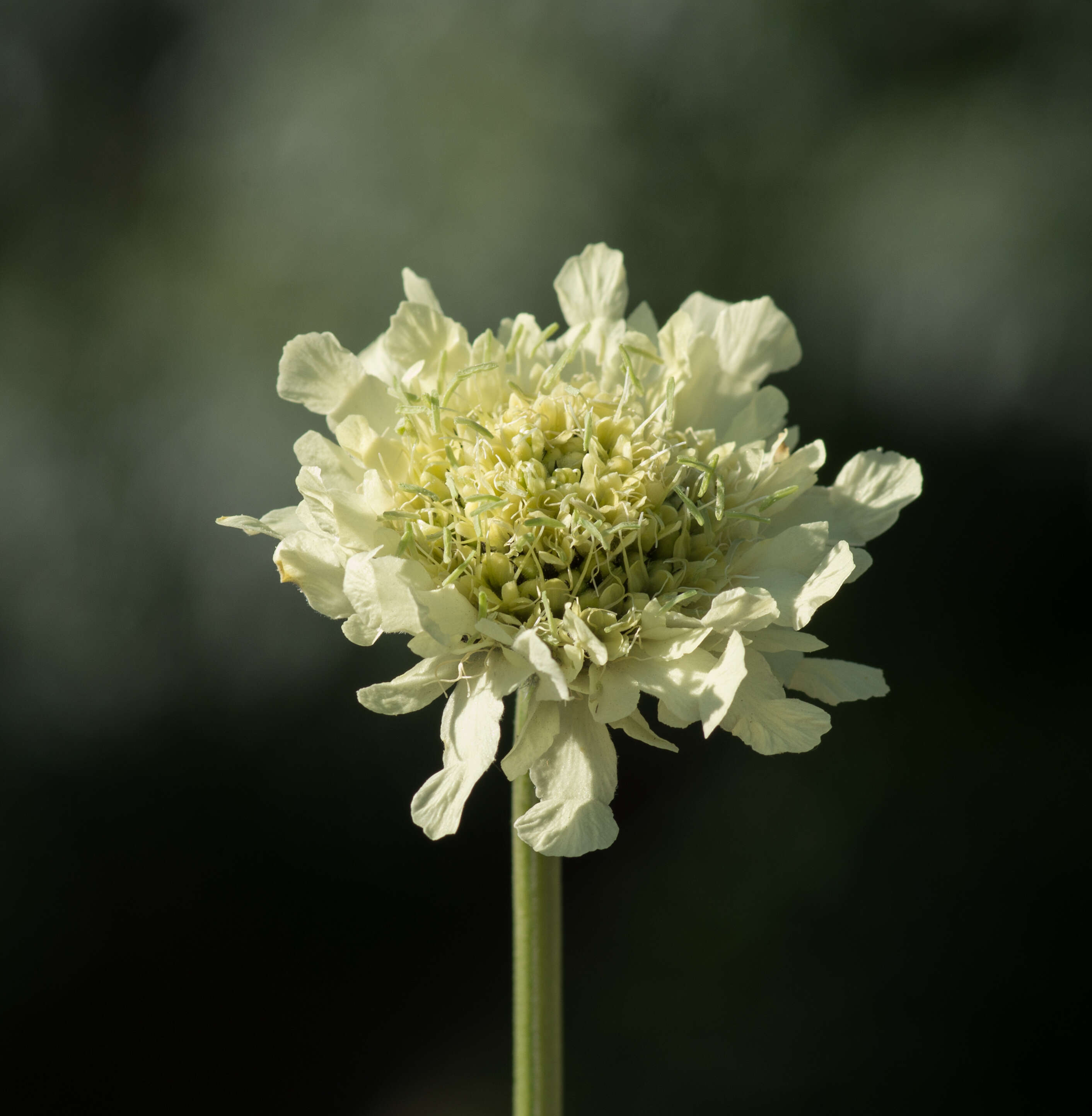 Cephalaria alpina (L.) Schrad. resmi