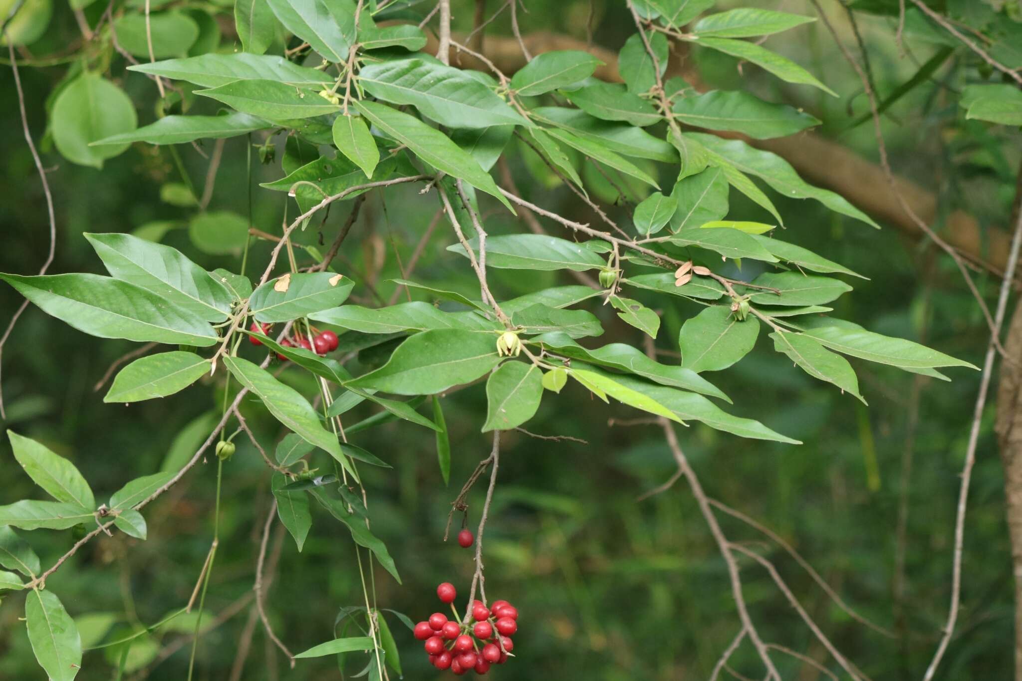 Hubera cerasoides (Roxb.) Chaowasku resmi