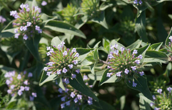 Image of Ziziphora capitata L.