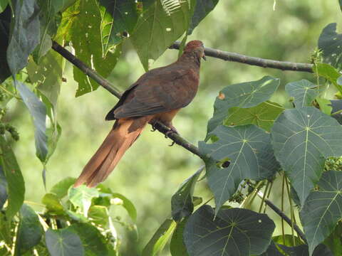 Image of Brown Cuckoo-Dove